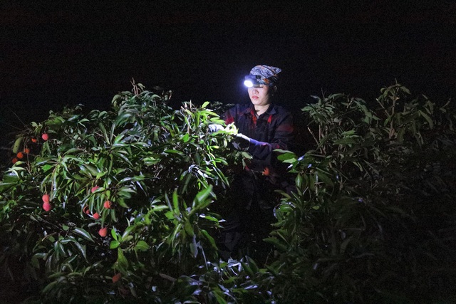 Nông dân Bắc Giang trắng đêm soi đèn thu hoạch vải thiều, ùn ùn chở đi bán từ tờ mờ sáng - Ảnh 6.