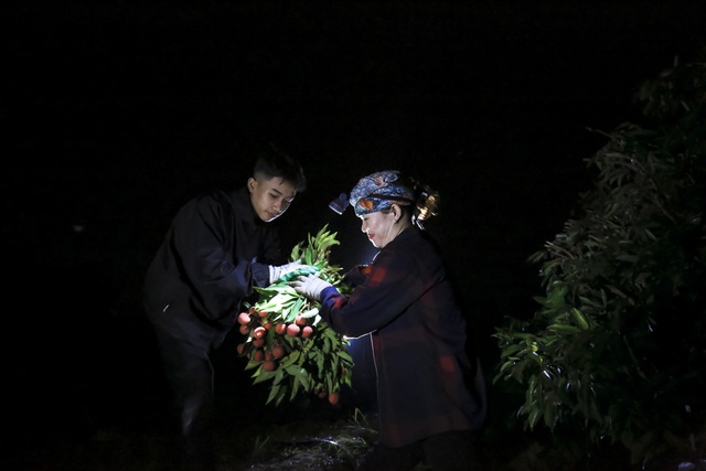 Nông dân Bắc Giang trắng đêm soi đèn thu hoạch vải thiều, ùn ùn chở đi bán từ tờ mờ sáng - Ảnh 2.