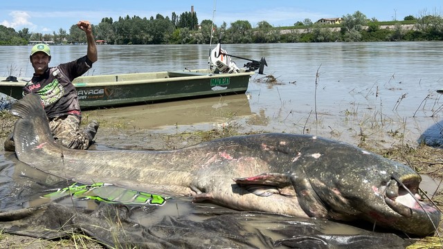 Đi câu ở con sông dài nhất Ý, bắt được 'quái thú nước ngọt' 2,8 mét: Lập luôn kỷ lục thế giới! - Ảnh 1.