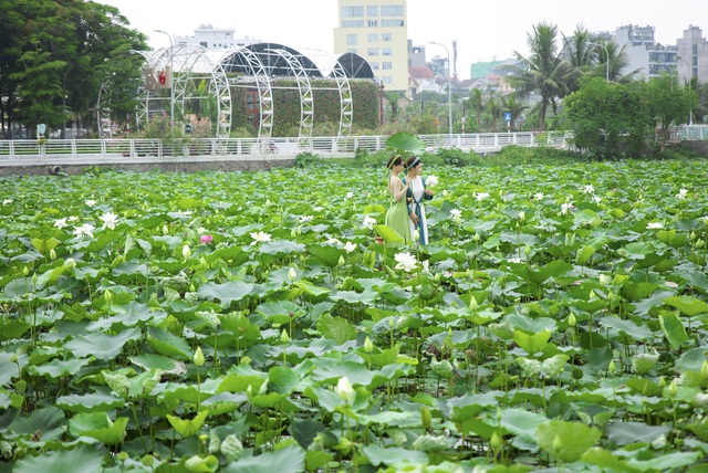 Thợ ảnh hốt “bạc triệu” mỗi ngày nhờ mùa sen nở rộ - Ảnh 9.