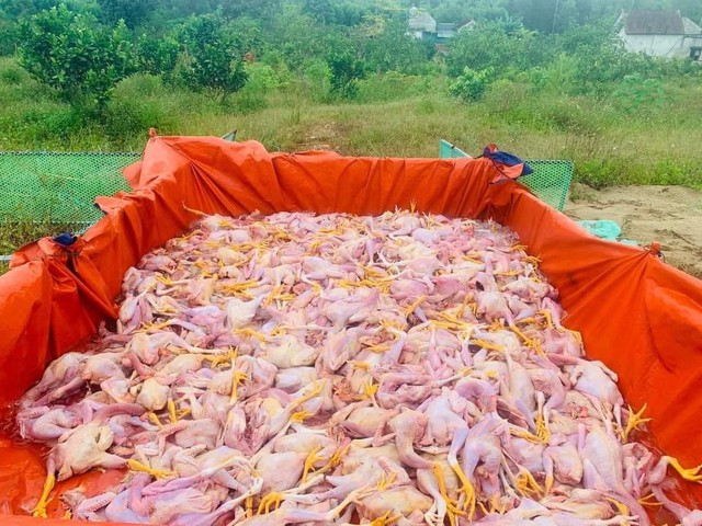 Đàn gà 8000 con bị chết ngạt, hàng trăm người dân đến chung tay giải cứu - Ảnh 3.