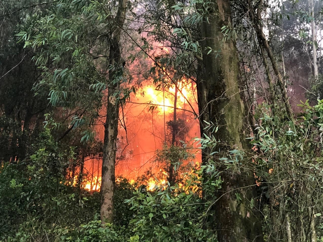 Cháy kinh hoàng ở rừng thông hàng chục năm tuổi - Ảnh 5.