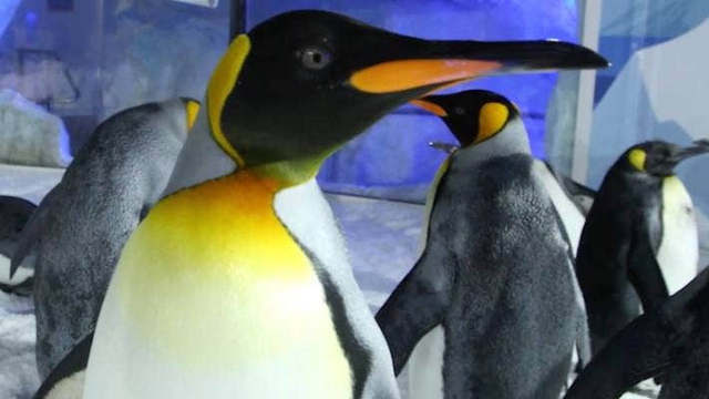 World Cup 2023: Báo New Zealand chờ đợi 'nhà tiên tri' chim cánh cụt tỏa sáng - Ảnh 3.