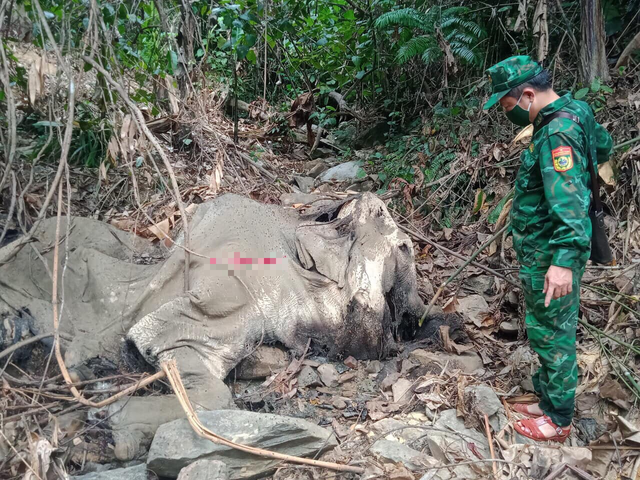 Nguyên nhân khiến con voi nặng hơn 2 tấn chết trong rừng - Ảnh 3.