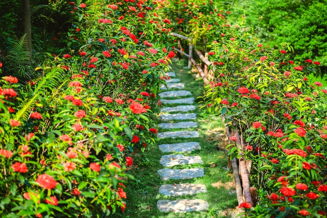 Mê đắm vườn mẫu đơn đỏ rực giữa lưng chừng đồi, chup ảnh như tiên cảnh ở ngoại thành Hà Nội - Ảnh 1.