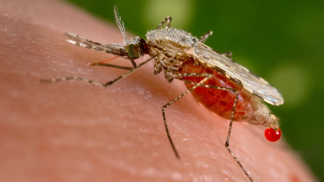 Thời đại muỗi: Khi thế giới ấm lên, loài côn trùng này sẽ sinh sôi nhanh hơn, sống lâu hơn và lây bệnh nhiều hơn - Ảnh 1.
