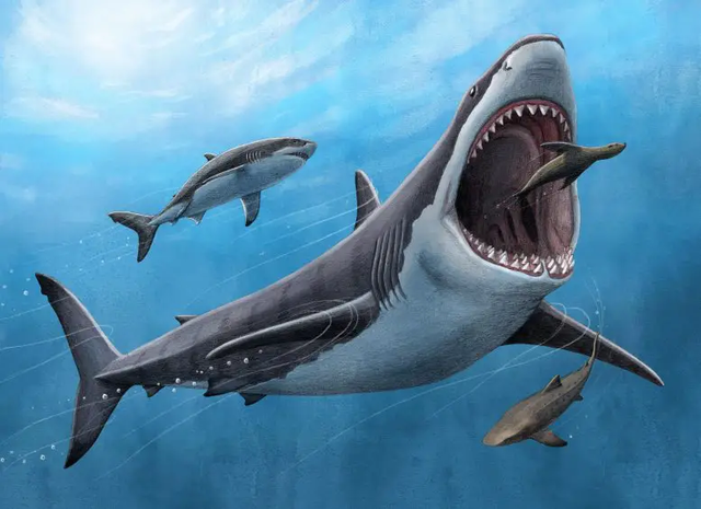 Bí ẩn lớn nhất của siêu cá mập Megalodon sáng tỏ: Hiểu lầm được gỡ bỏ! - Ảnh 2.