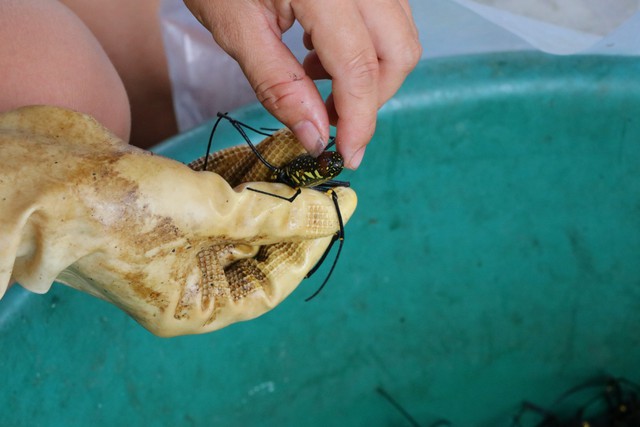 Tranh thủ đi bắt nhện rừng, nông dân có thu nhập khá - Ảnh 2. Tranh thủ đi bắt nhện rừng, nông dân có thu nhập khá - Ảnh 2.