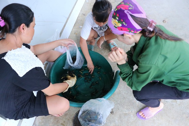 Tranh thủ đi bắt nhện rừng, nông dân có thu nhập khá - Ảnh 3. Tranh thủ đi bắt nhện rừng, nông dân có thu nhập khá - Ảnh 3.
