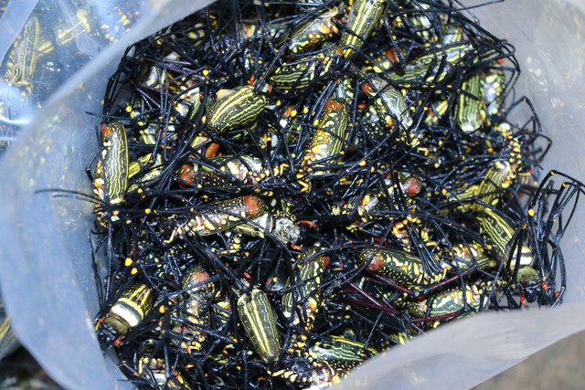 Tranh thủ đi bắt nhện rừng, nông dân có thu nhập khá - Ảnh 1. Tranh thủ đi bắt nhện rừng, nông dân có thu nhập khá - Ảnh 1.