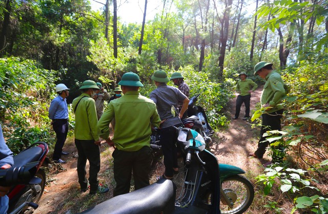 Cận cảnh khu rừng thông 2000ha trụi lá vì bị sâu róm phá hoại - Ảnh 7.