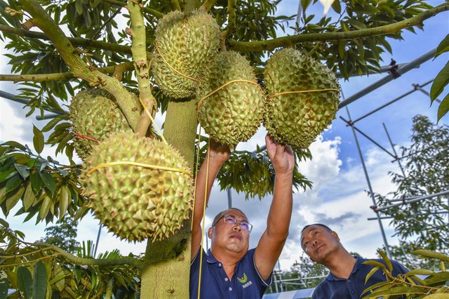 Sầu riêng 'Made in China' liệu có thể thách thức sự thống trị của Thái Lan và Malaysia tại thị trường Trung Quốc? - Ảnh 1.