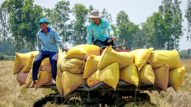 Nhiều nước cấm xuất khẩu, Việt Nam thu hàng tỷ USD từ gạo liệu có nên ‘thừa thắng xông lên’? - Ảnh 1.