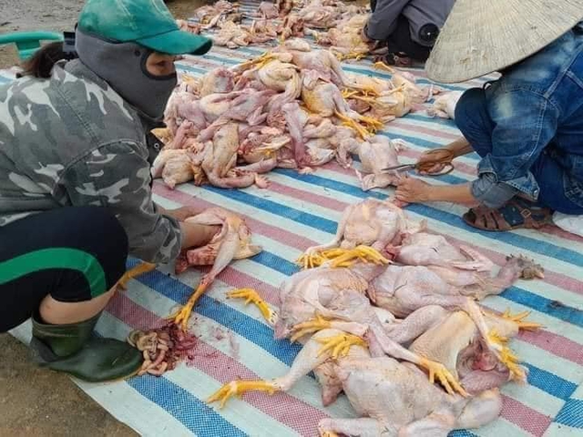 Trang trại gà chết 8000 con, dân làng trắng đêm hỗ trợ làm thịt bán - Ảnh 7.