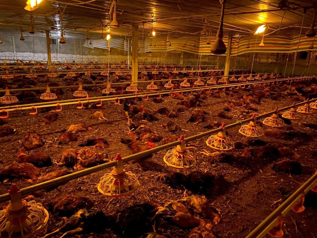Trang trại gà chết 8000 con, dân làng trắng đêm hỗ trợ làm thịt bán - Ảnh 1.