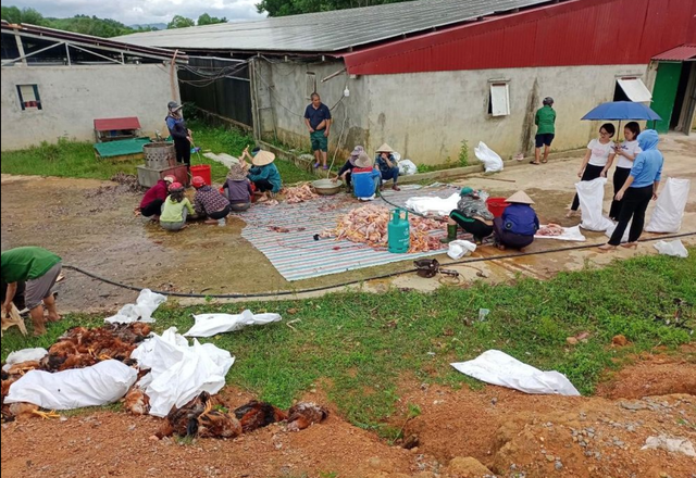 Trang trại gà chết 8000 con, dân làng trắng đêm hỗ trợ làm thịt bán - Ảnh 4.