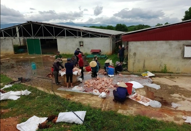 Trang trại gà chết 8000 con, dân làng trắng đêm hỗ trợ làm thịt bán - Ảnh 5.