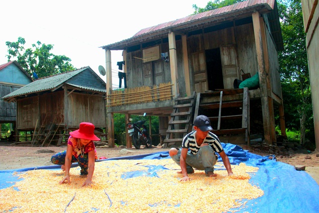 Nhiều mô hình sản xuất, chăn nuôi giúp người dân miền núi Quảng Trị nâng cao thu nhập - Ảnh 2.