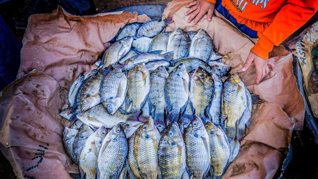 Loài cá đầy ở châu Á đóng băng 2 năm vẫn sống, đi bộ trên cạn khiến nước Mỹ 'bật' báo động