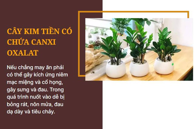 Các loại hoa hay được dùng ngày Tết nhưng lại chứa chất độc chết người, lưu ý cắm đón năm mới - Ảnh 5.