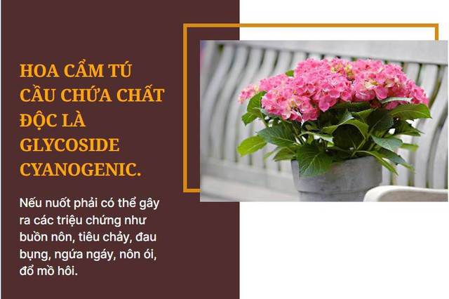 Các loại hoa hay được dùng ngày Tết nhưng lại chứa chất độc chết người, lưu ý cắm đón năm mới - Ảnh 1.