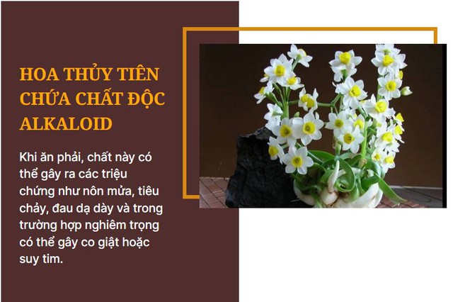 Các loại hoa hay được dùng ngày Tết nhưng lại chứa chất độc chết người, lưu ý cắm đón năm mới - Ảnh 2.