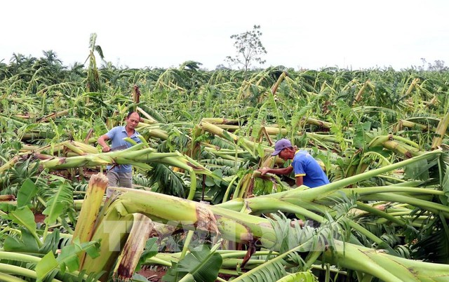 Thủ tướng chỉ đạo đẩy mạnh khôi phục sản xuất nông nghiệp sau bão số 3 - Ảnh 1.