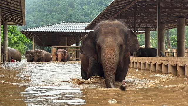 Thái Lan: Sơ tán hàng trăm con voi trong lũ lụt nghiêm trọng - Ảnh 1.