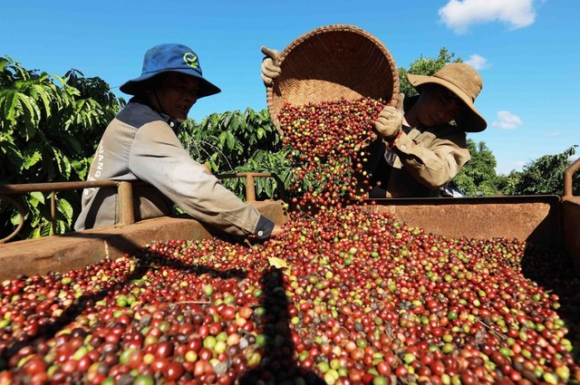 Báo quốc tế: Việt Nam là một trong 5 quốc gia sản xuất cà phê tốt nhất thế giới - Ảnh 1.