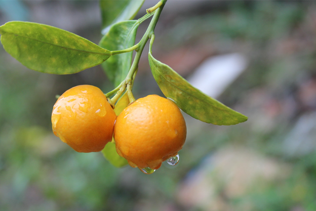 Loại quả giàu vitamin C ngang chanh, là “thuốc” hạ đường huyết tự nhiên, chống viêm: Bán giá rẻ bèo ở chợ Việt - Ảnh 1.