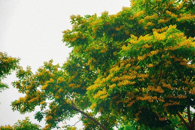 Đẹp ngỡ ngàng hoa sưa nhuộm vàng Công viên Châu Á, Đà Nẵng đầu hè - Ảnh 1.