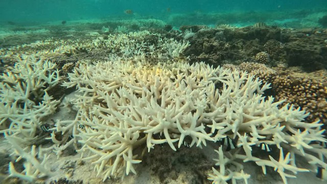 Thế giới xảy ra hiện tượng tẩy trắng san hô hàng loạt - Ảnh 1.