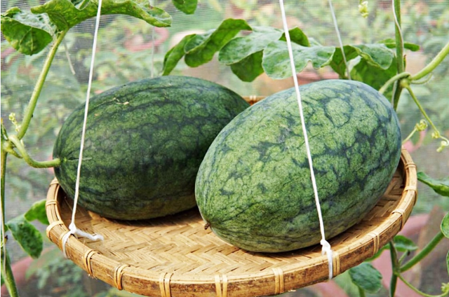 3 loại quả ngọt mát có sẵn ở Việt Nam là “thuốc trường thọ”: Hạ đường huyết cực tốt lại dưỡng gan, mát thận hiệu quả - Ảnh 1.