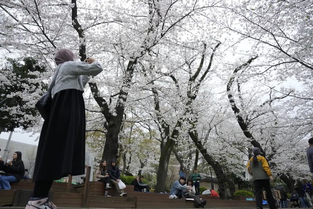 Nhật Bản &quot;hút hồn&quot; khách du lịch trong mùa hoa anh đào - Ảnh 2.