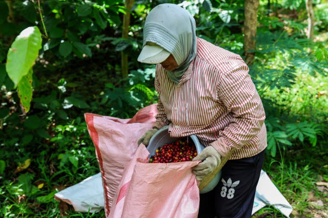 Indonesia thúc đẩy hình thành văn hóa cà phê đặc sản mang thương hiệu quốc gia - Ảnh 1.