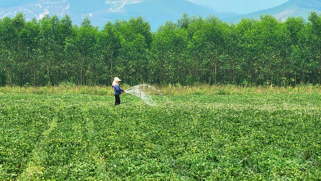 Quảng Trị triển khai các giải pháp cấp bách phòng chống hạn hán, thiếu nước - Ảnh 1.