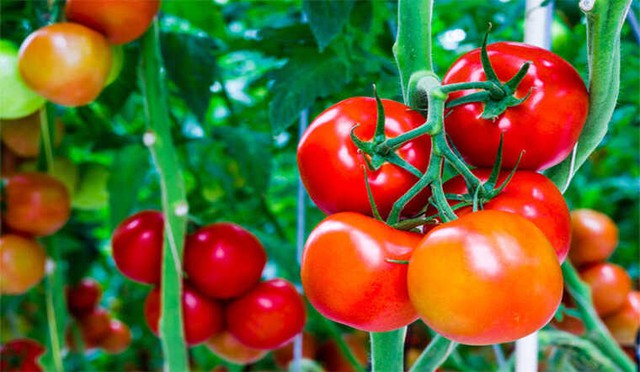 &quot;Tại sao cà chua ngày nay 'cứng' và có thể bảo quản vài tuần mà không hỏng?&quot;: Đây là câu trả lời cho bạn - Ảnh 4.