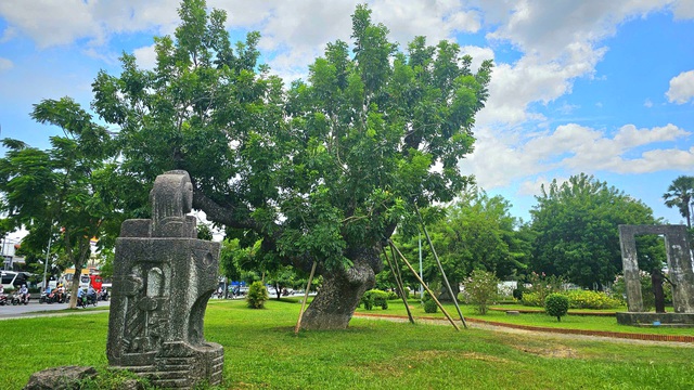 TP Huế chủ động phương án bảo vệ những &quot;lá phổi xanh&quot; trước mùa mưa bão - Ảnh 3.