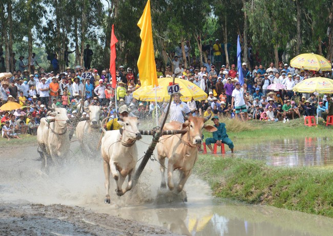 Cặp bò của ông Nguyễn Thành Tài đoạt hạng Nhất Hội đua bò Bảy Núi - Ảnh 1.