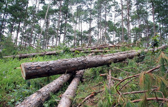 Phó Thủ tướng Trương Hòa Bình yêu cầu làm rõ thông tin báo chí nêu về việc phá rừng ở Lâm Đồng - Ảnh 1.