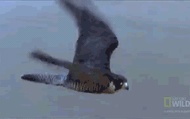 “Vũ khí” săn mồi đỉnh cao của loài động vật có khả năng bay với vận tốc gần 400 km/h