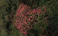 Chiêm ngưỡng vẻ đẹp mê mẩn của rừng hoa Đỗ quyên Fansipan