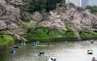 Nhật Bản "hút hồn" khách du lịch trong mùa hoa anh đào