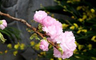 ​Lễ hội hoa anh đào: Điểm đến mùa xuân đặc sắc của Hà Nội
