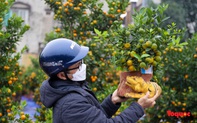 Hà Nội: Hổ vàng ôm quất bonsai hút khách chơi Tết Nhâm Dần 2022