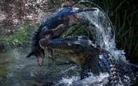 Hiện tượng kì lạ ở Australia: Lợn hoang cứu cá sấu hiếm thoát khỏi cảnh tuyệt chủng