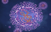 Bệnh đậu mùa khỉ do virus MPXV bùng phát ở Châu Âu, đây là những gì bạn cần biết