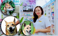 Cô dược sĩ đam mê nuôi chó Phú Quốc, sở hữu ba "khuyển vương" trị giá một tỷ đồng
