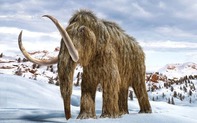 Phát hiện xác voi ma mút 30.000 năm tuổi, giới khảo cổ thế giới ngỡ ngàng về sự nguyên vẹn đến mức khó tin