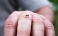 Giải mã loài muỗi ''vua'' đang gây nên ''cơn ác mộng'' dịch sốt xuất huyết, khiến 30 người tử vong: Siêu đẻ, ưa sạch và thời gian đi ''săn mồi'' khó ai ngờ tới
